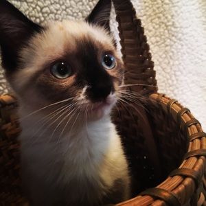 Meet your Posher, Faith